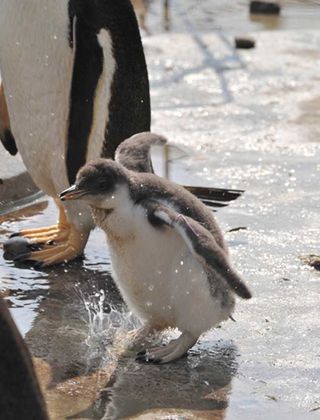 Gentoo Penguin