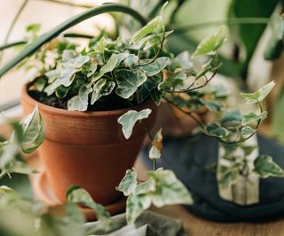 variegated ivy in pot