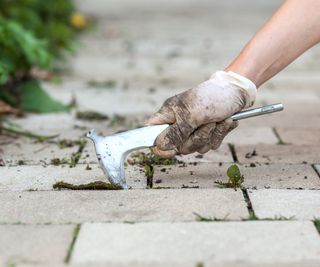 Removing weeds in between cracks of block paving using a weed knife tool