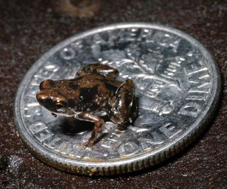 Miniature frog is the worlds smallest vertebrate, or animal with a backbone.