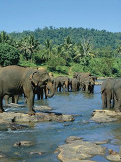 Sri Lanka, elephant