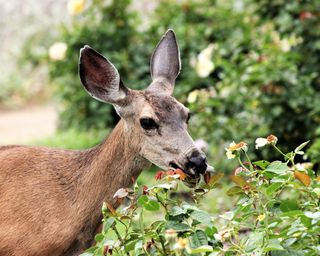 Deer eating roses in garden