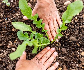 radish seedlings being planted outdoors