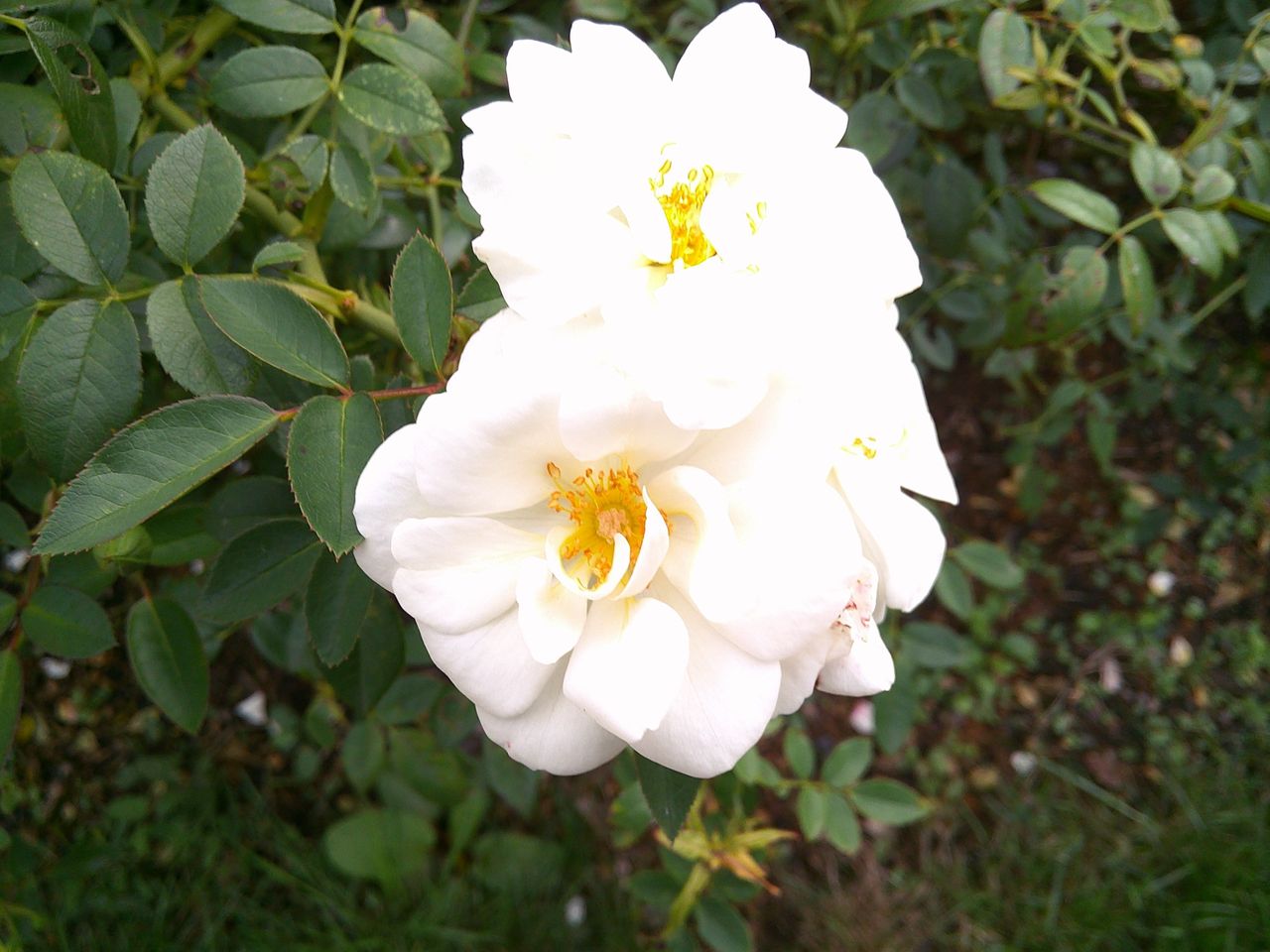 A photo taken on a Lola Miffy Digital Camera