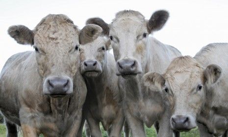 A herd of Massachusetts cows (not pictured) did some serious BBQ crashing over the holiday weekend, knocking over tables and slurping up the spilled beer.