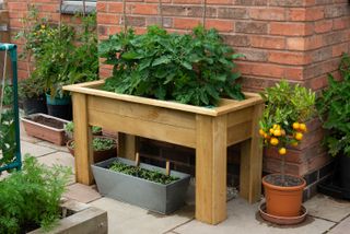 tomato grow bag trough from forest garden
