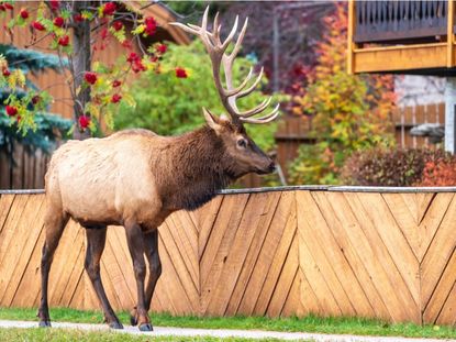 An elk with large antlers walks along a fence in a backyard