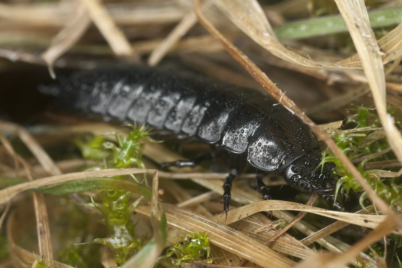 ground beetle larva