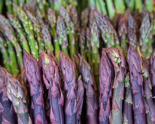 Pacific Purple asparagus at harvest after December planting