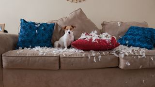 dog on sofa having torn up cushions