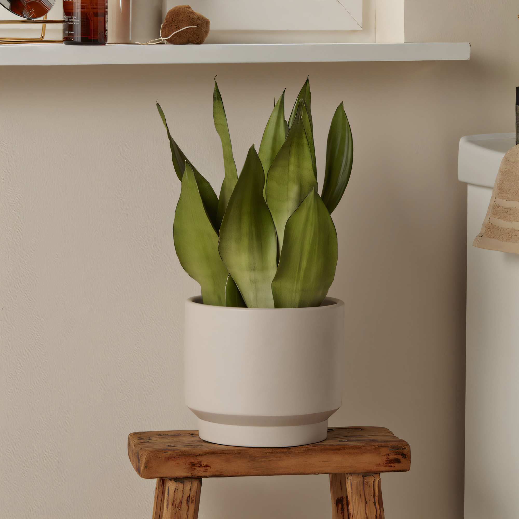 snake plant in white pot on wooden stool in cream room with shelf above it