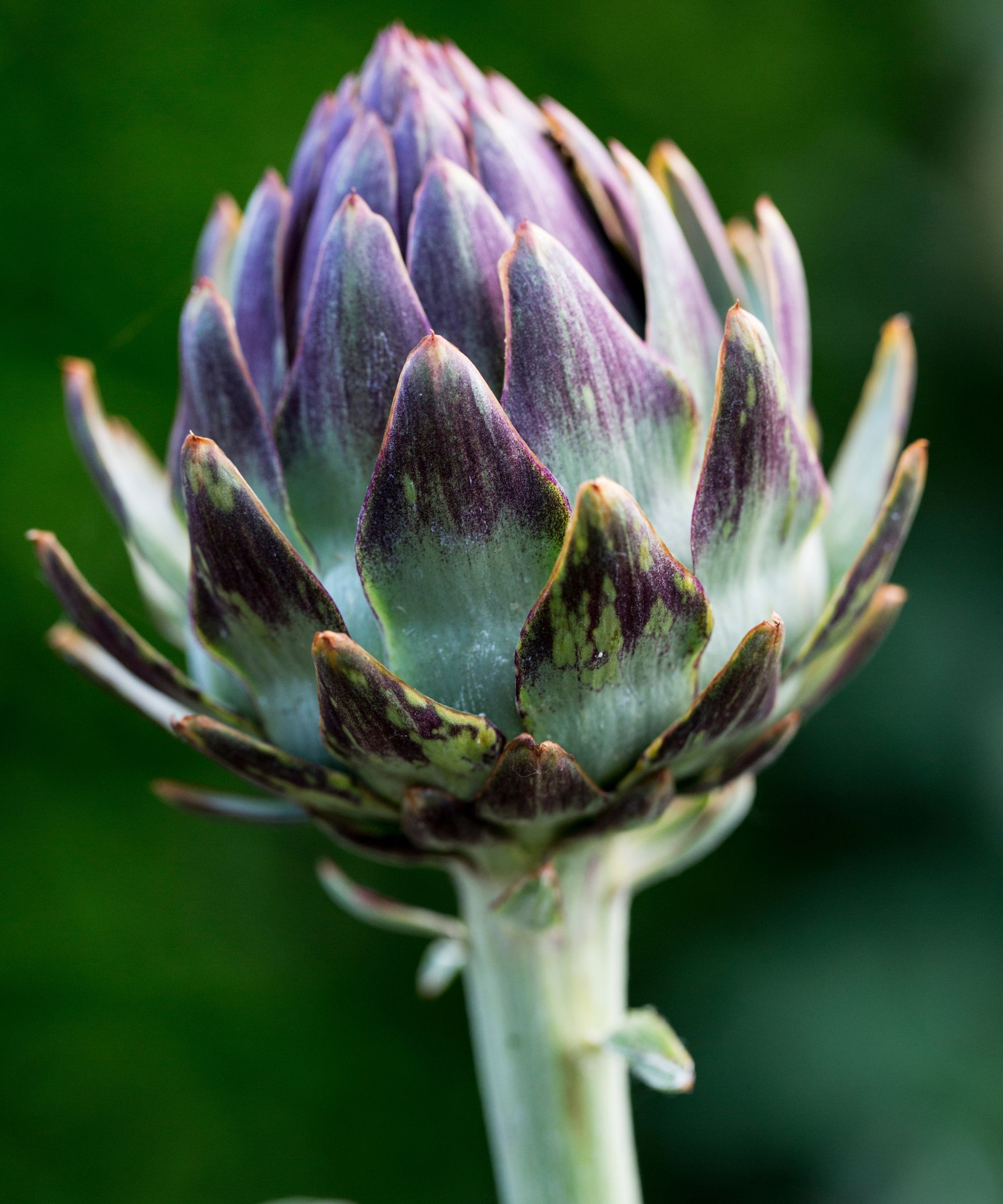 Artichoke head