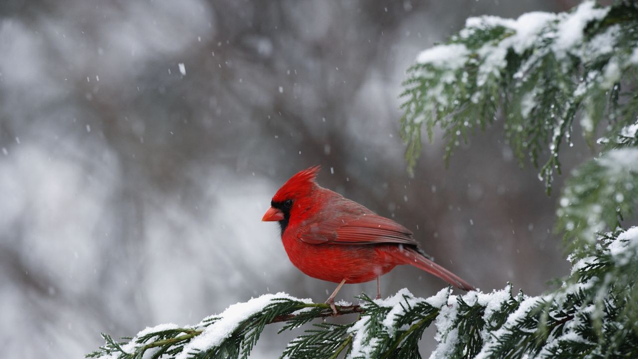 Red cardinal in a snowy garden in winter