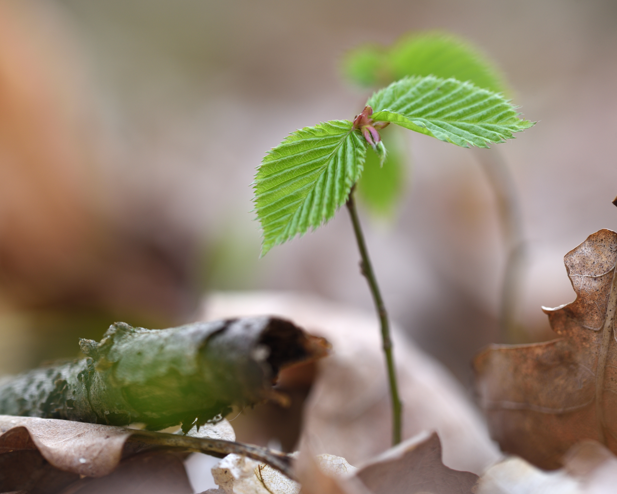 Small beech tree seedling in forest