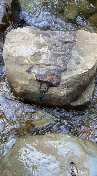 fossil vertebrae on a boulder in a stream