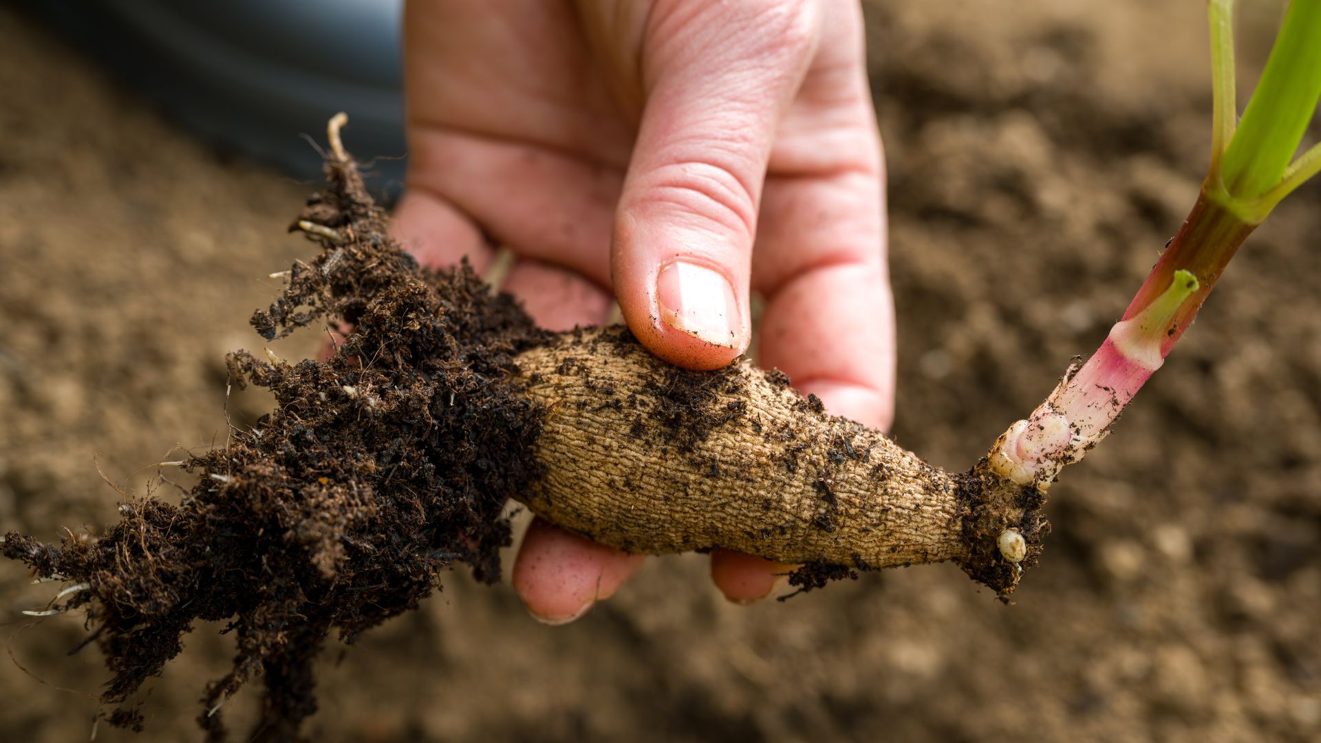 picture of dahlia tuber with stem growing from it