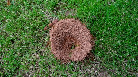 Ant hill on lawn in yard 