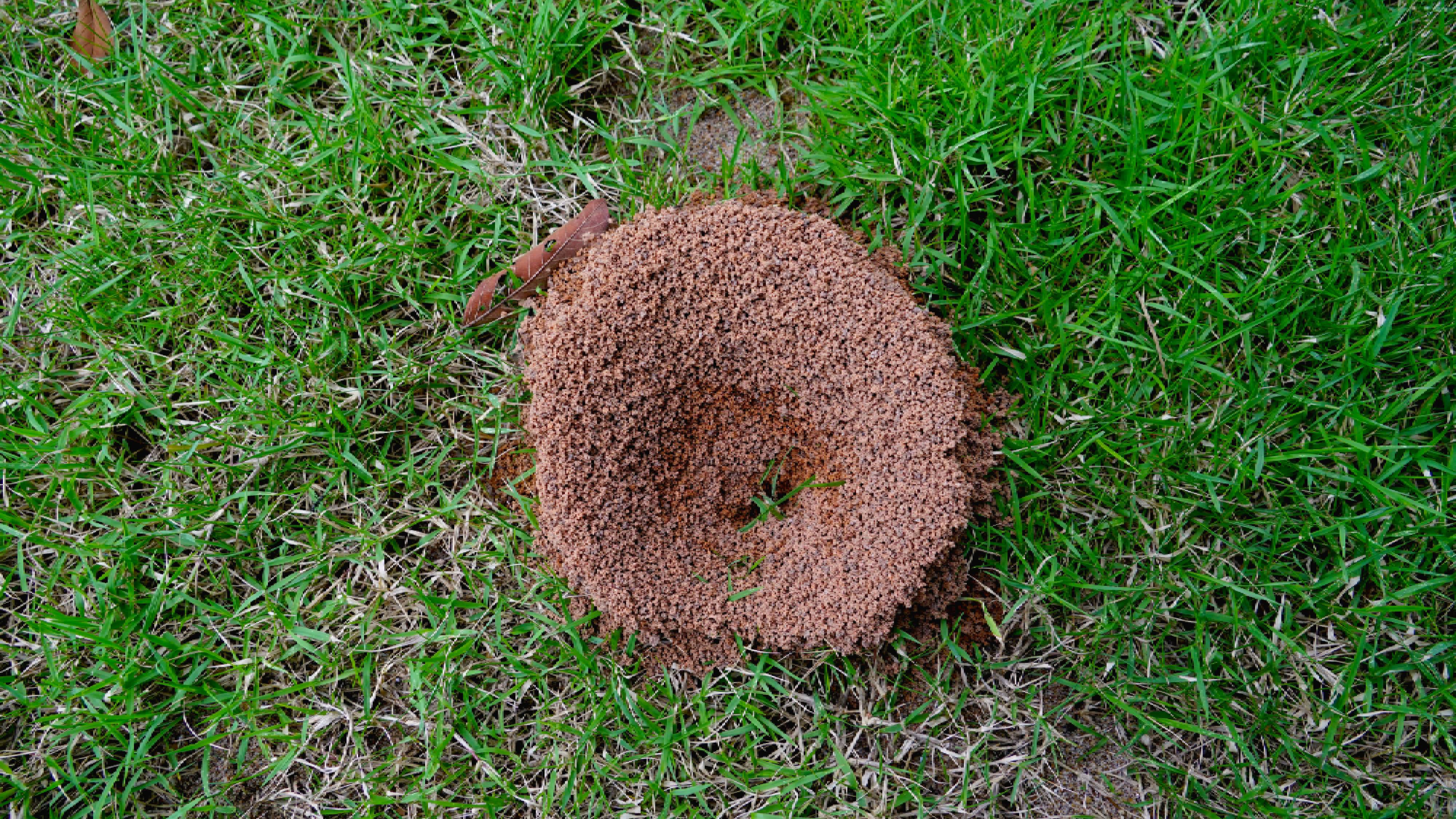 Ant hill on lawn in yard 