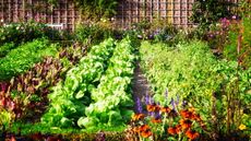 A flourishing vegetable garden in summer, with flowers