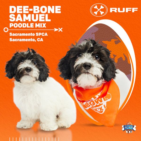 Puppy Bowl Dee-Bone Samuel