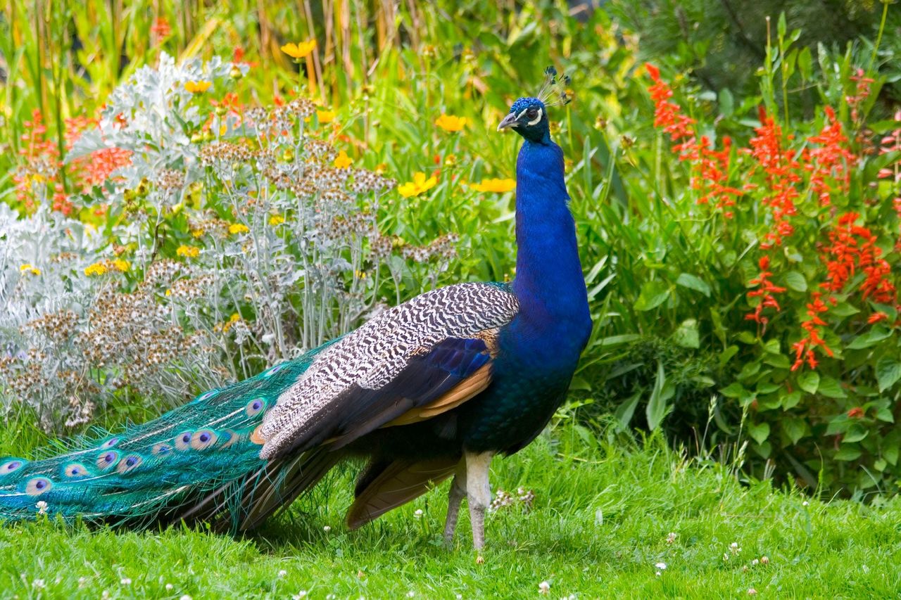 Large Peacock In The Garden