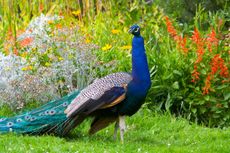 Large Peacock In The Garden