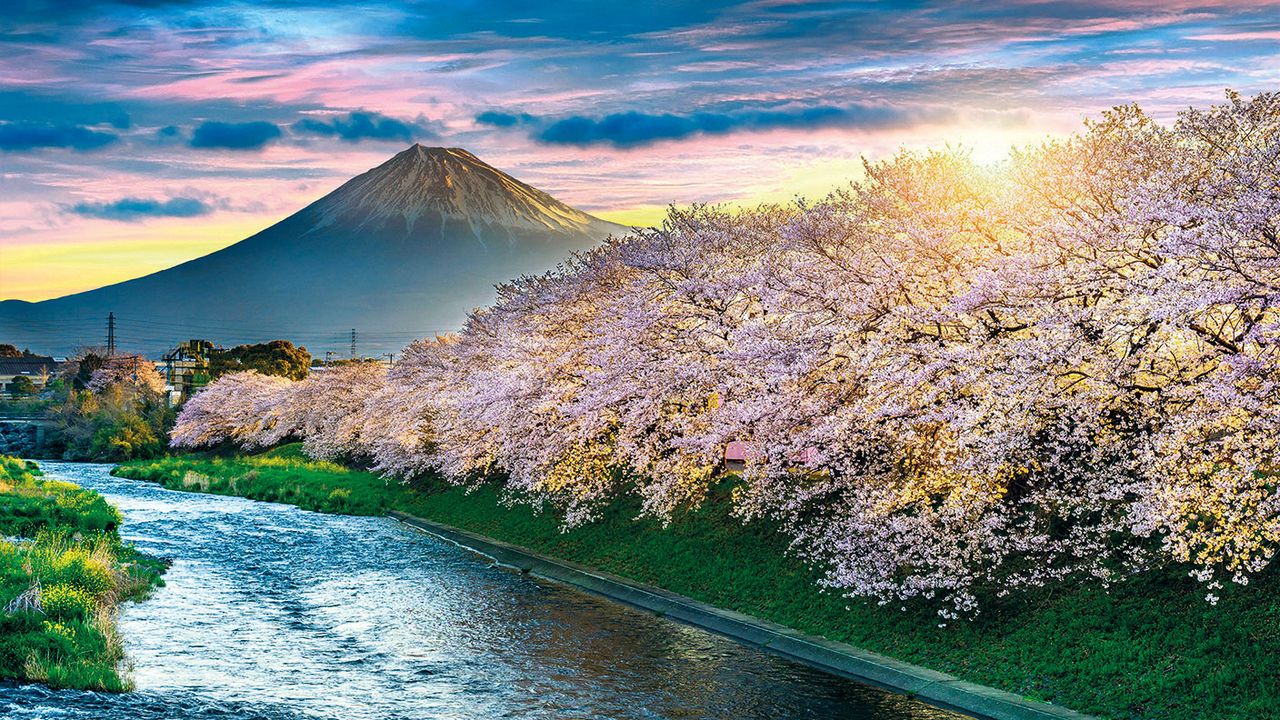 Cherry blossoms and Mount Fuji