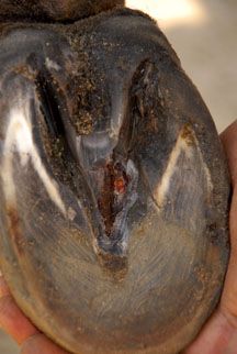Punctured-sole.JPG