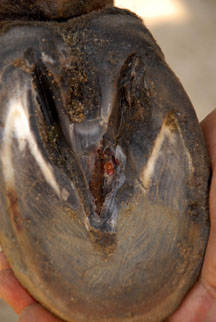 Punctured-sole.JPG