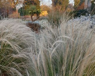 ornamental grass stipa tenuissima