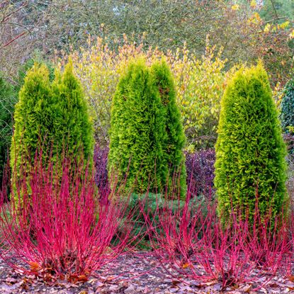 A winter garden planting of Thuja occidentalis evergreen trees with Cornus Alba 'Westonbirt', Dogwood red stems - stock photo