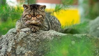 close up of an exotic shorthair cat on a rock