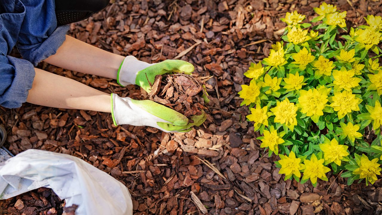 Gardener mulching flower bed with pine tree bark mulch