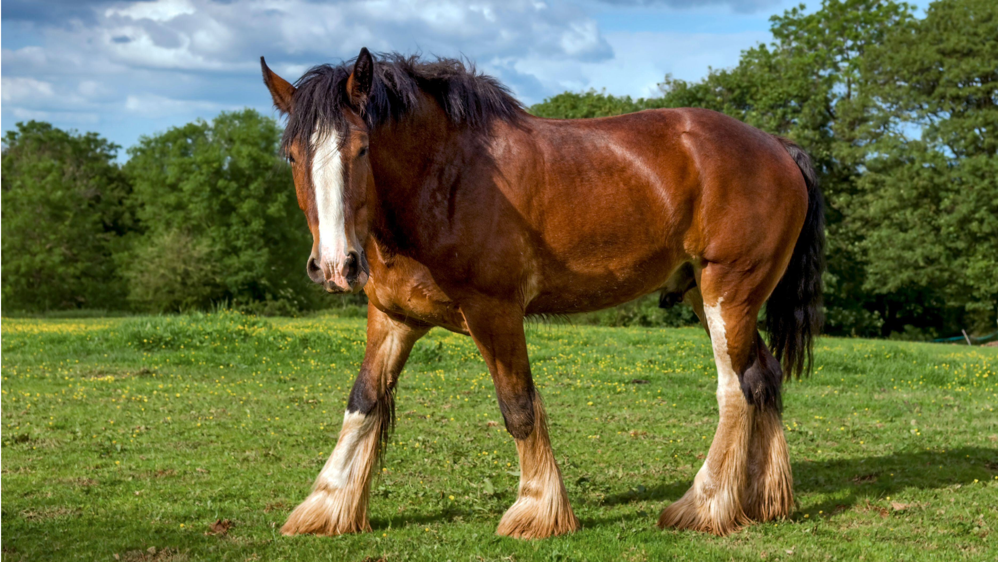 Close up of a bay shire horse with white legs and a white blaze out in a paddock turning towards the camera