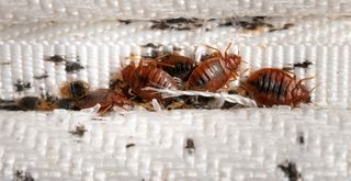 bed bugs in a mattress