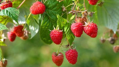 A raspberry plant with red fruit