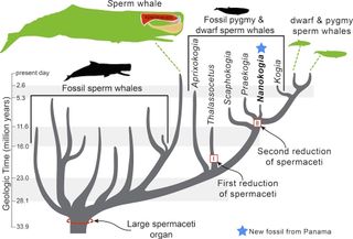 An evolutionary tree shows the relationships between extinct and living sperm whales, and when the spermaceti, an organ used in sound production and echolocation, shrank over time.