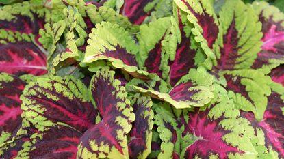 The bright leaves of Coleus 'Kong' in the Chelsea Flower Show pavilion