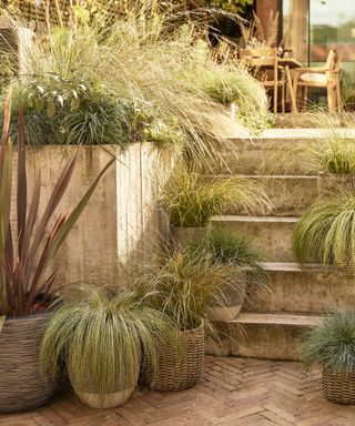 A container garden scheme with grasses and steps