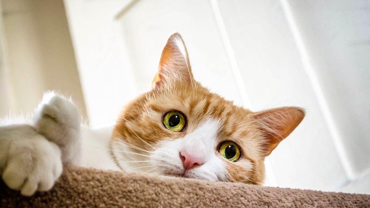 Ginger cat descending stairs