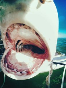 a tiger shark with its mouth wide open