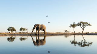 safari with elephant in Botswana