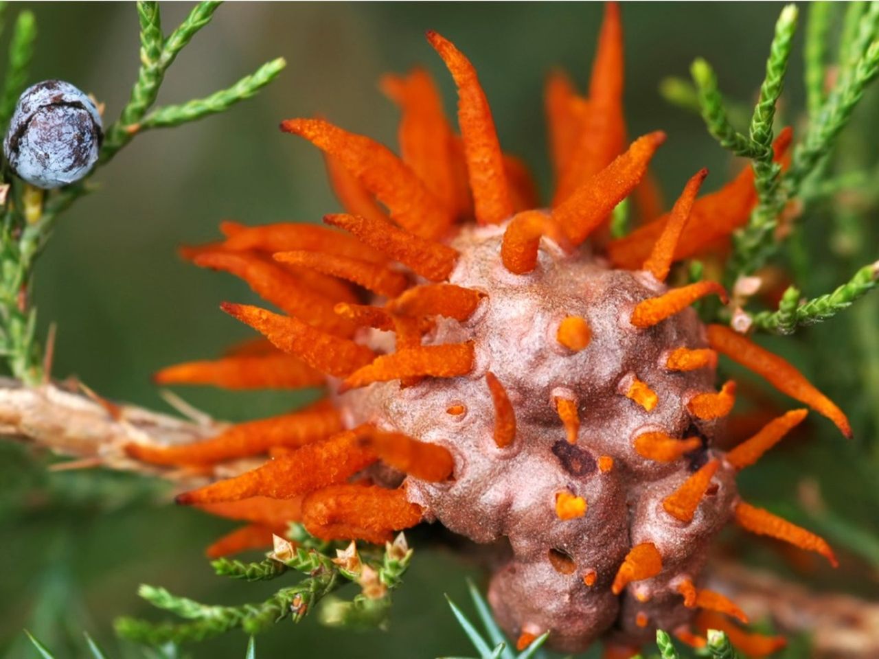 Cedar Apple Rust On Plant