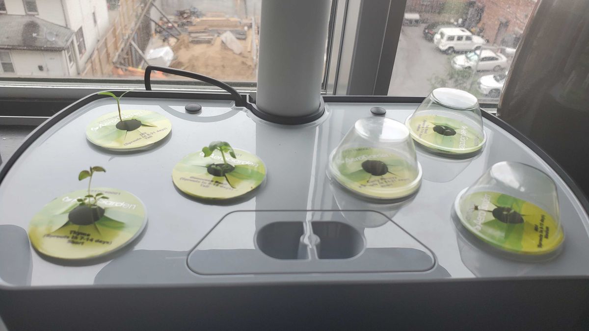 plants growing in AeroGarden Harvest