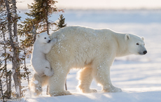 Natural History Museum Wildlife Photographer of the Year