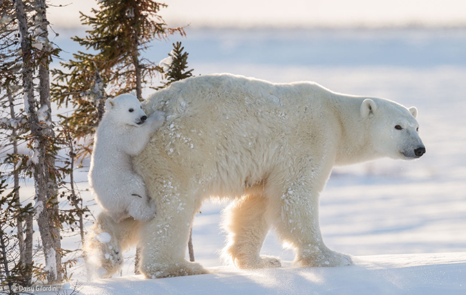 Natural History Museum Wildlife Photographer of the Year