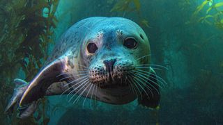A harbor seal in Channel Islands National Park