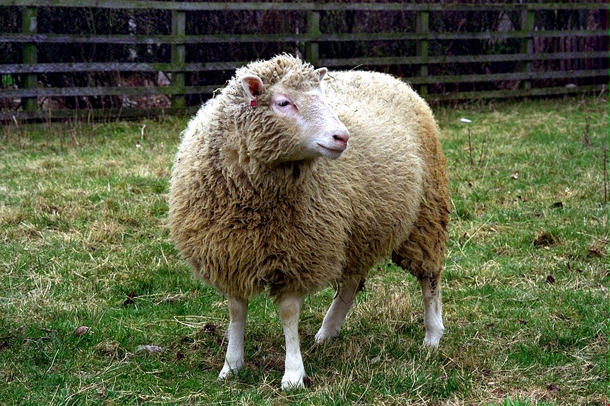 8 Mammals That Have Been Cloned Since Dolly the Sheep | Live Science