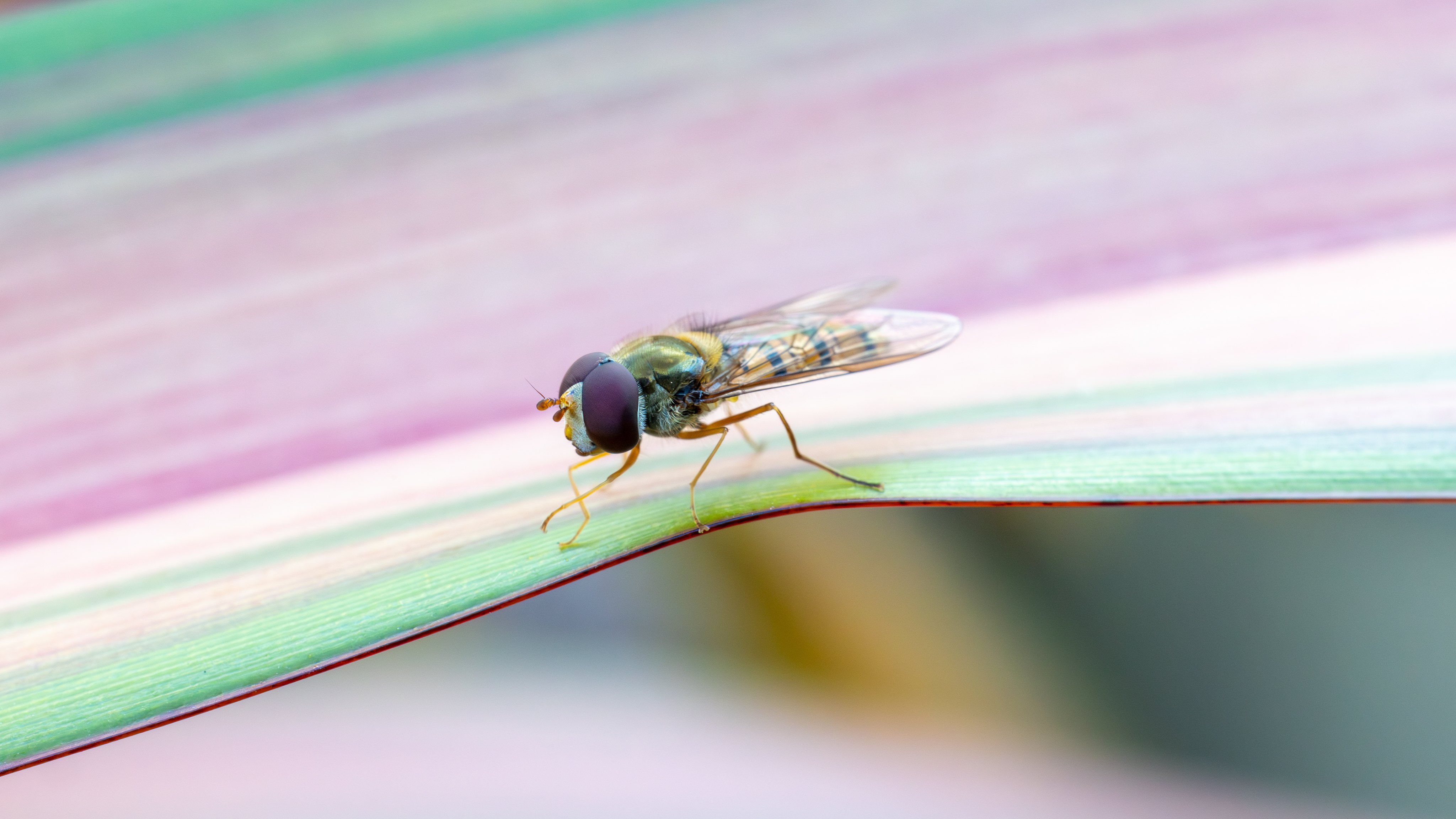 hoverfly on a leaf