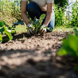 A woman planting out vegetable crops in a vegetable patch in a summer garden